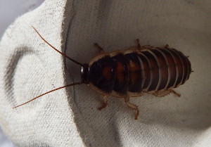Baby cockroach on an egg box