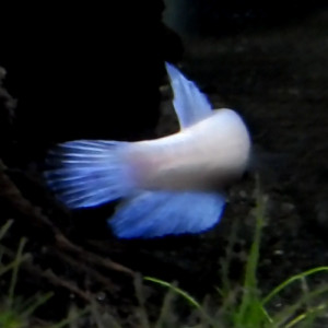Back view of white female fighter fish, with her tail shining bright blue