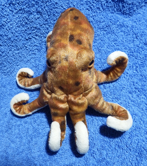 Cuddly octopus from the top