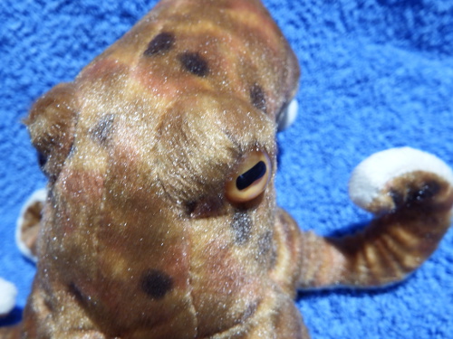 Cuddly octopus is watching you