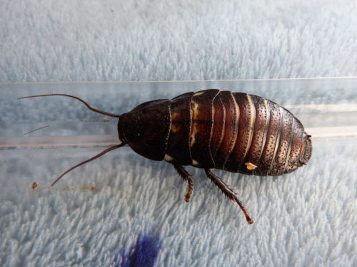 A hissing cockroach nymph