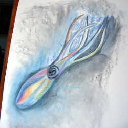 Work in progress of a chalk pastel squid drawing.