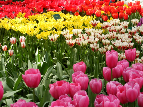 A field of colourful tulips. Full description below.